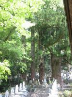 龍淵寺の杉の巨木
