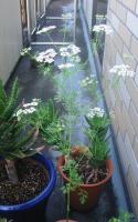 パクチーの花