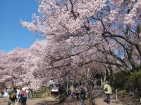 高遠城址公園（１４日）